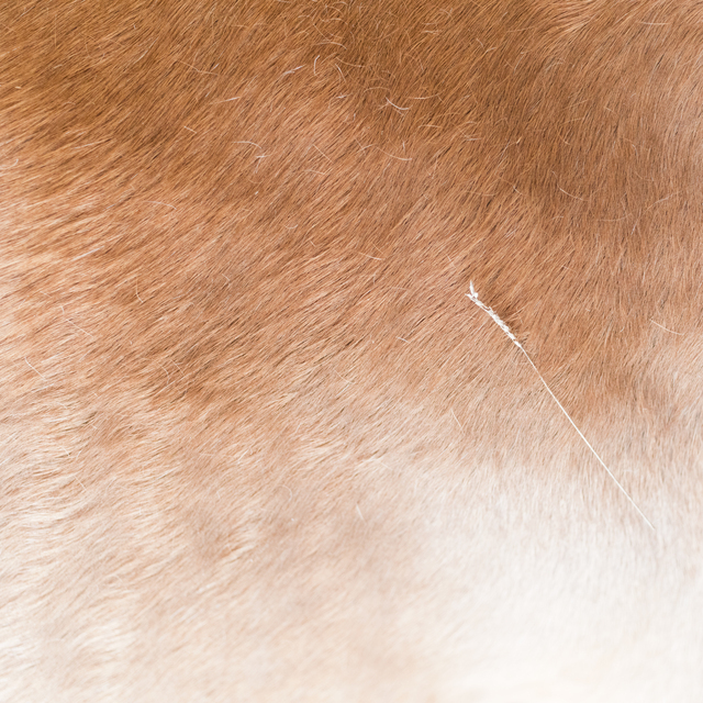 Horse Felt - ID 012675