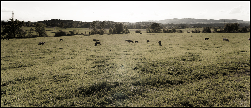 Switzerland Cattle - ID 012676