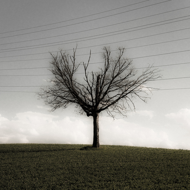 Tree in front of High-Voltage Line I - ID 012678
