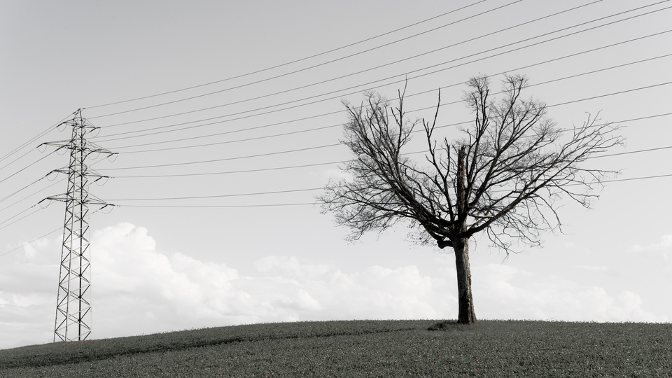 Tree in front of High-Voltage Line III - ID 012680