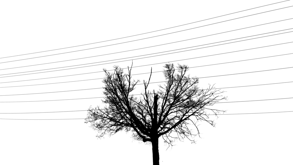 Tree in front of High-Voltage Line IV - ID 012681