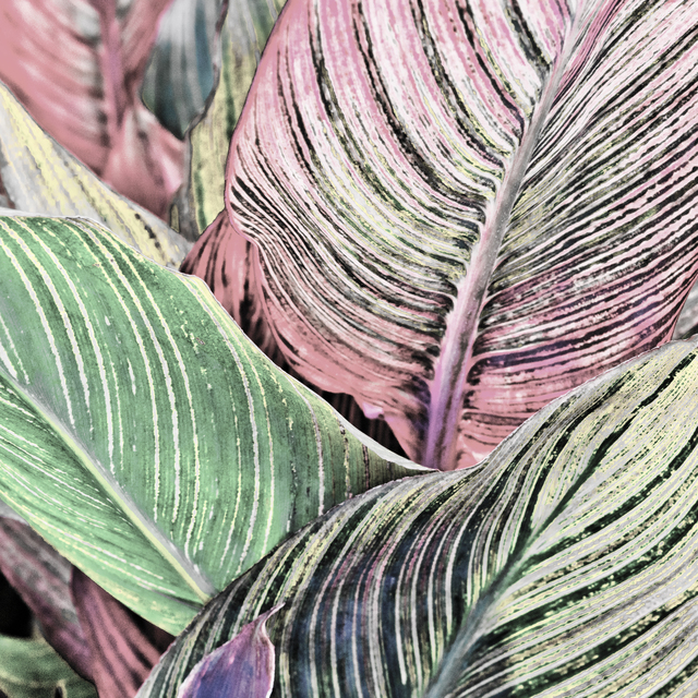 Colored - ID 012695