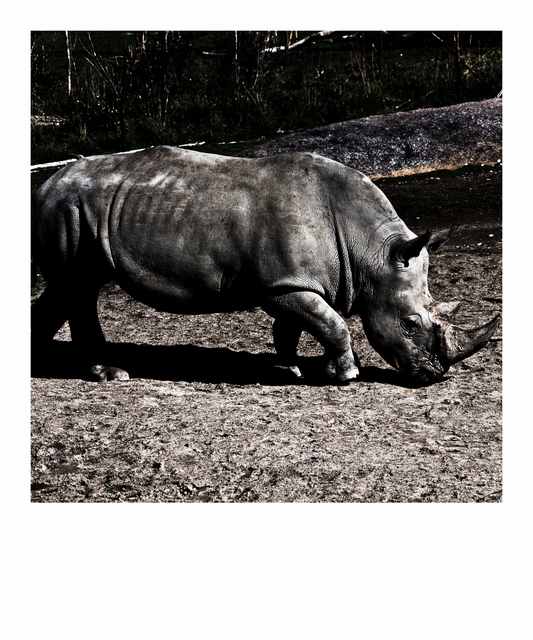 Rhinoceros - ID 012709