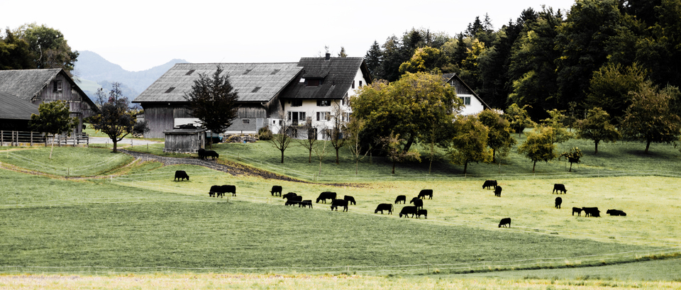 Swiss Cows - ID 012712