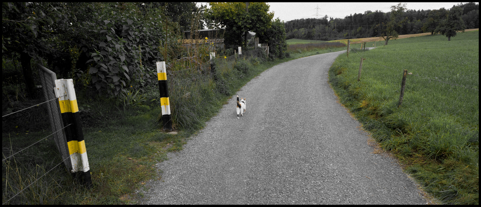 Cat in the Walk - ID 012714