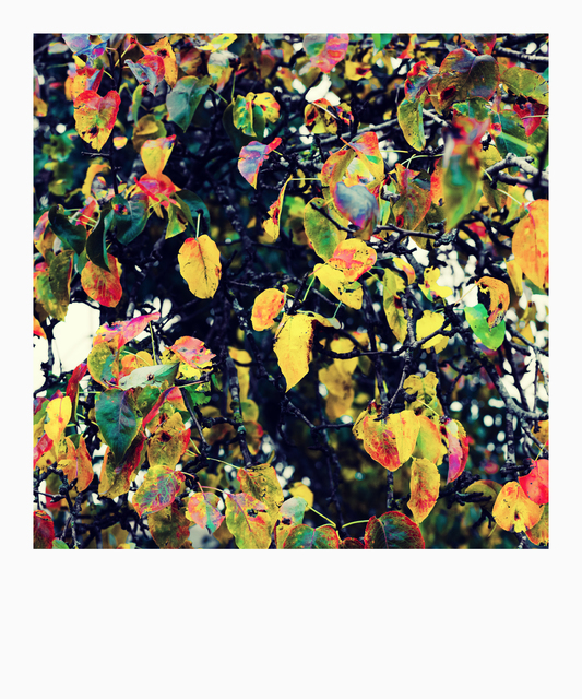 Colorful Tree I - ID 012722