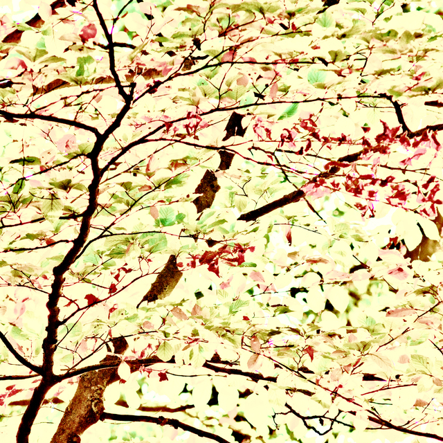 Colorful Tree III - ID 012724