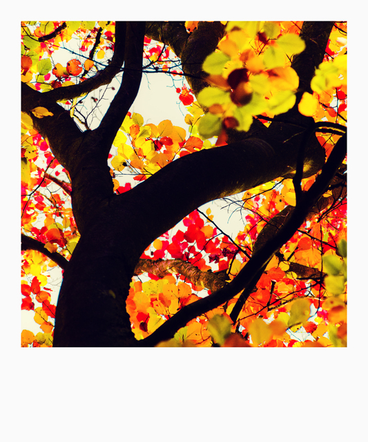 Colorful Tree IV - ID 012725
