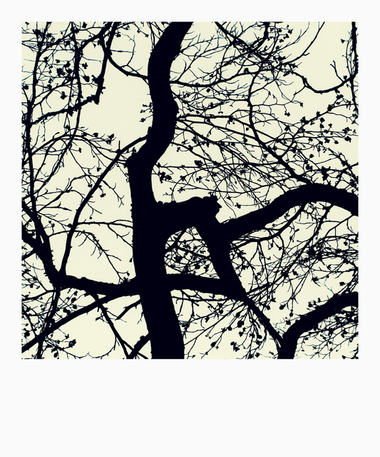 Dark Tree II - ID 012727