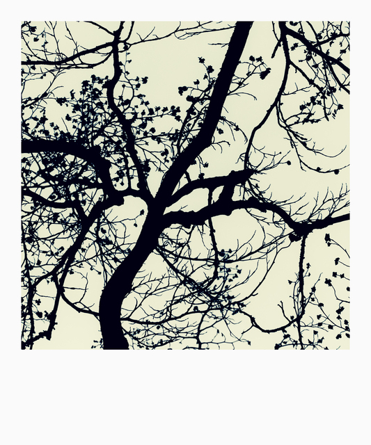 Dark Tree III - ID 012728