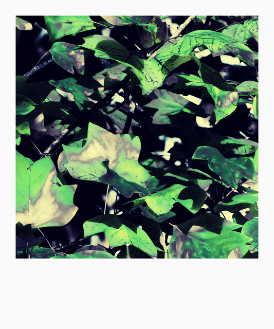 Colorful Tree V - ID 012729