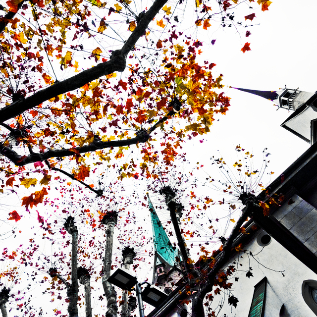 Orange Leaves in Zurich II - ID 012842