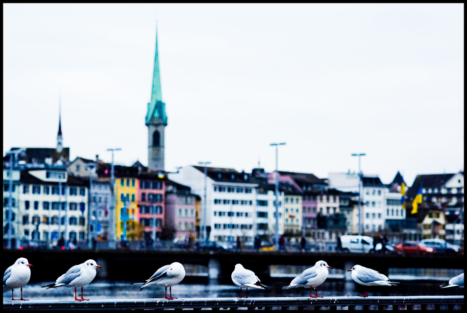 Black-headed Gull - ID 012853