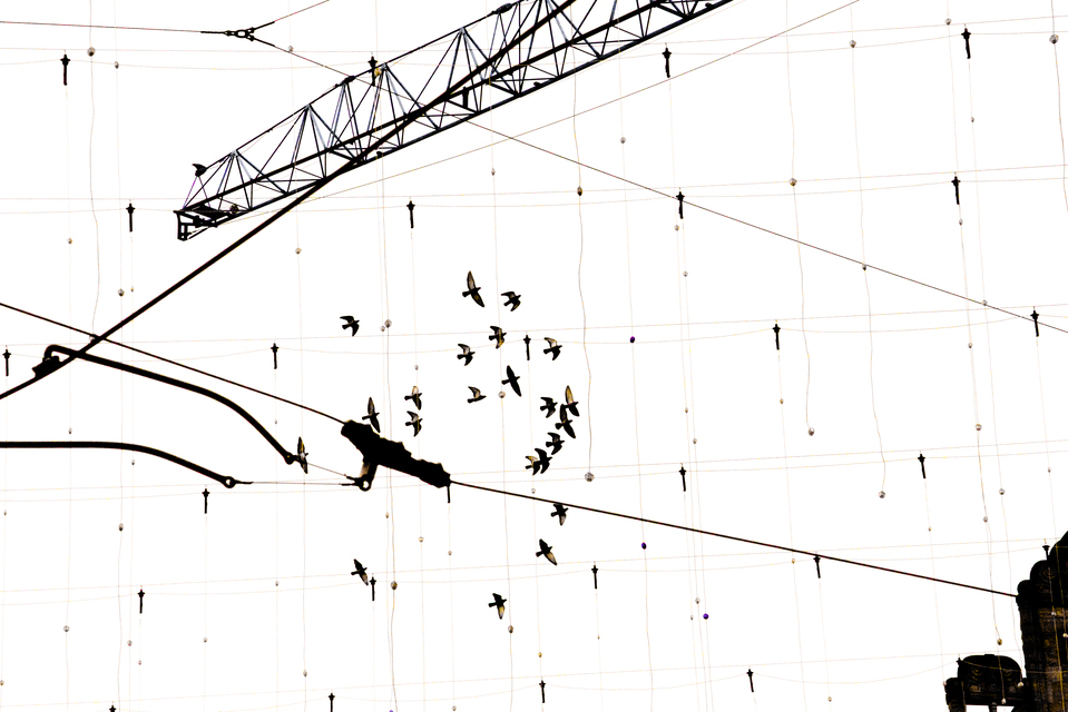 Zurich No Light Birds Crane and Power - ID 012881