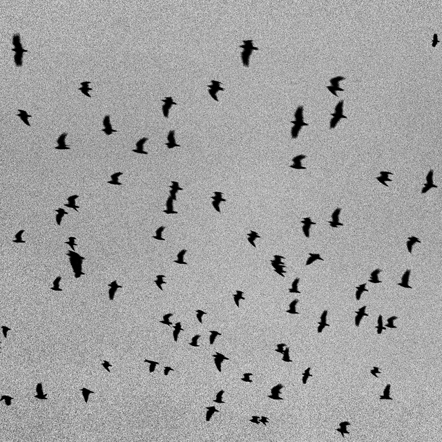 Danube Birds Swarm - ID 012935