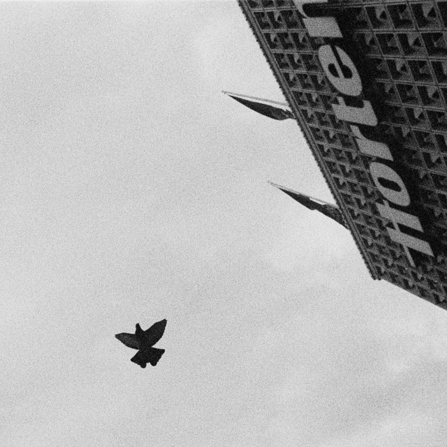 Bird over Horten I - ID 012942