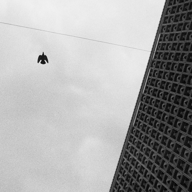 Bird over Horten II - ID 012943