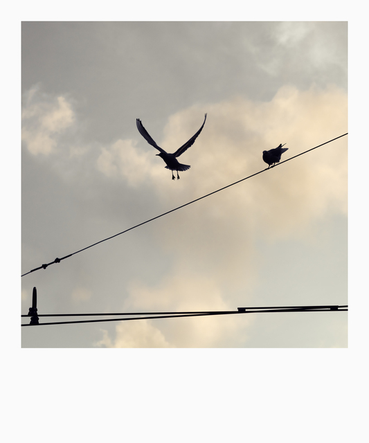 Wings and the Tram - ID 012952