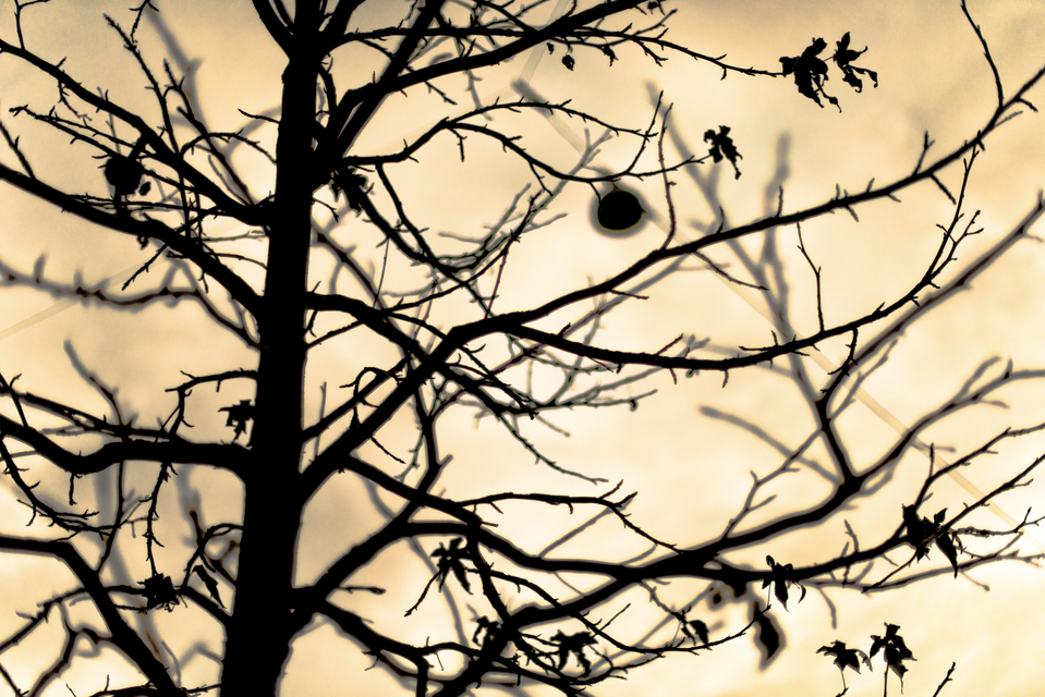 Tree against the Light - ID 012976