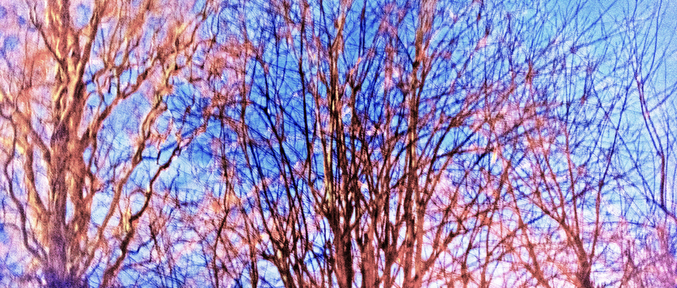 Darkness and Trees - ID 013000