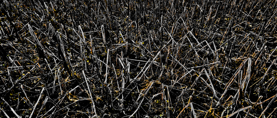 End of Sunflows III - ID 013005