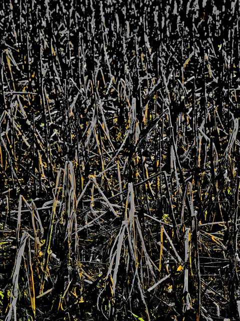 End of Sunflows IV - ID 013006