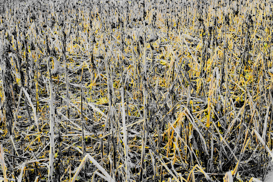 End of Sunflows V - ID 013007