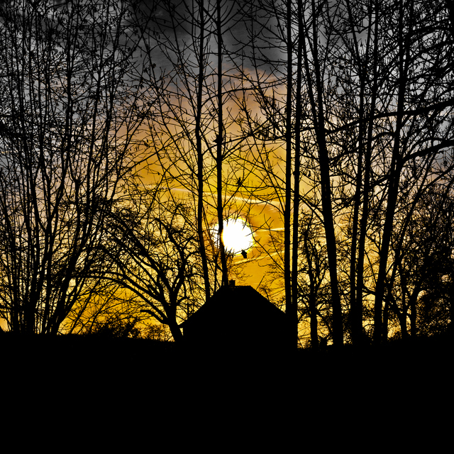 Sun House Trees III - ID 013012