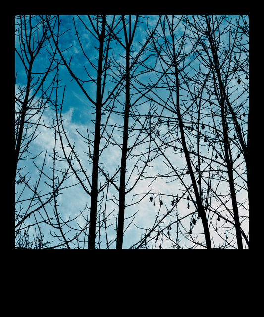 Black Trees over Blue Sky - ID 013014