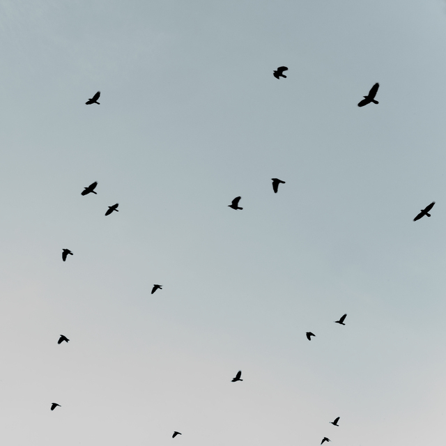 Birds in Lightblue - ID 013015