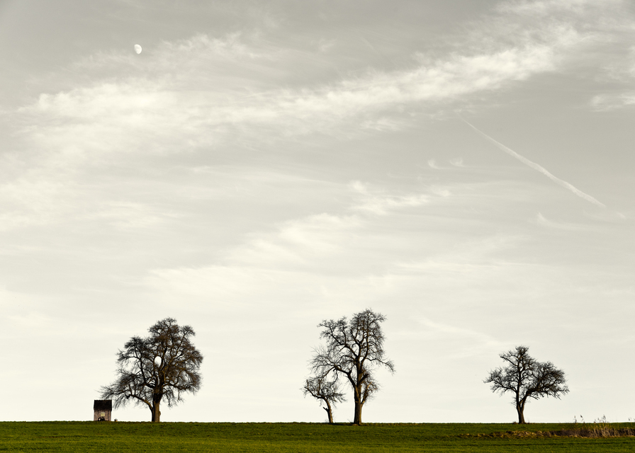 Moon over Trees - ID 013041