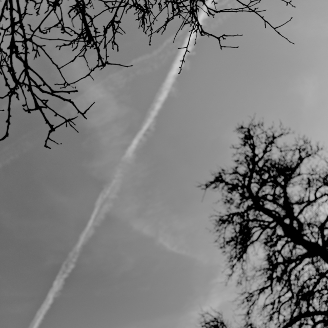 Contrails between Trees I - ID 013046