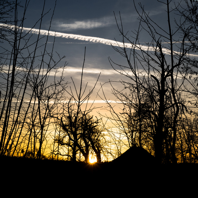 Contrails behind Trees II - ID 013052