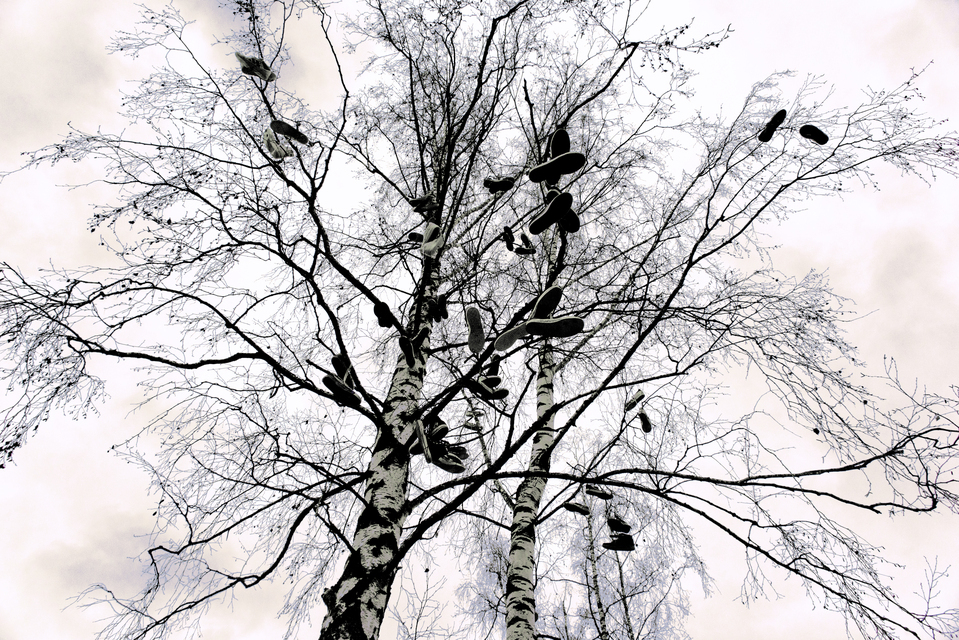 Shoe Tree VI - ID 013095