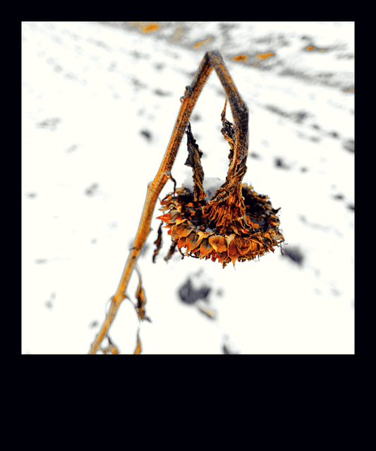 Winter Sunflower III - ID 013100