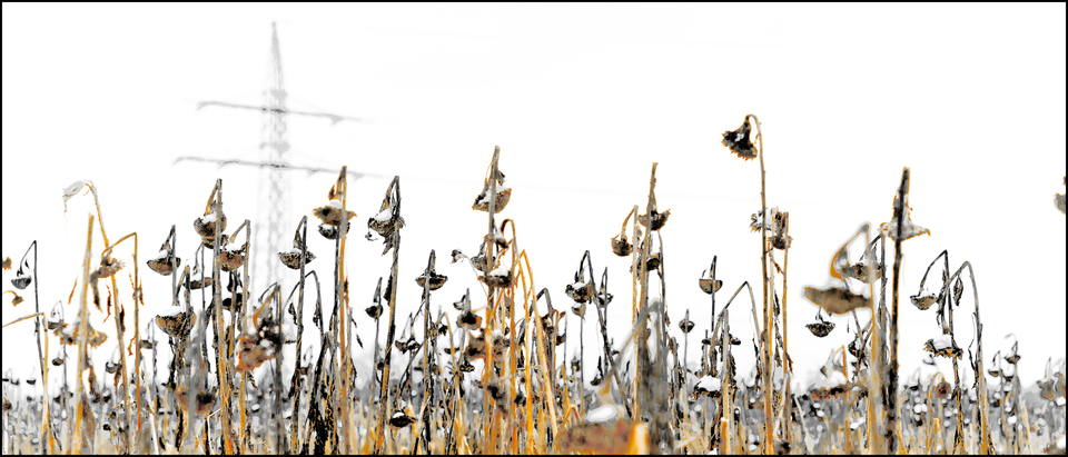 Winter Sunflower V - ID 013102