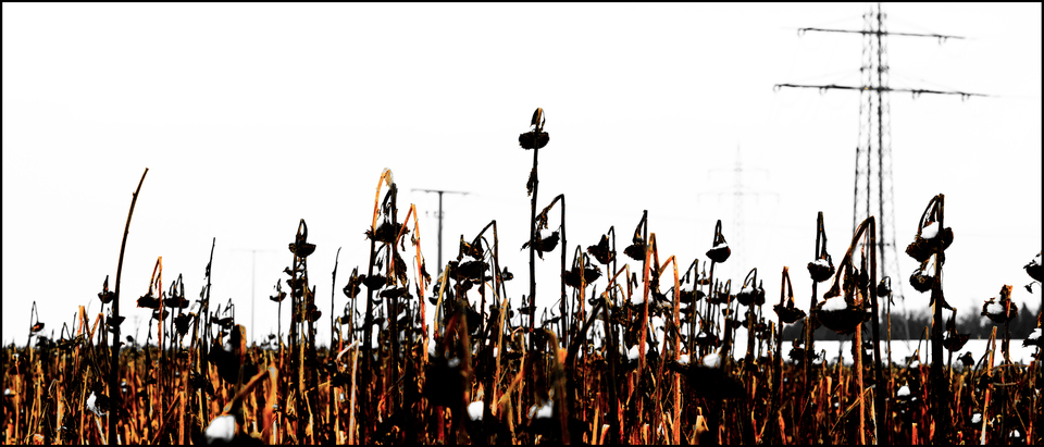 Winter Sunflower VI - ID 013103