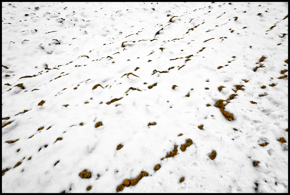 Snow on Empty Field II - ID 013131