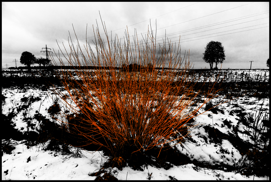 Red Bush - ID 013133