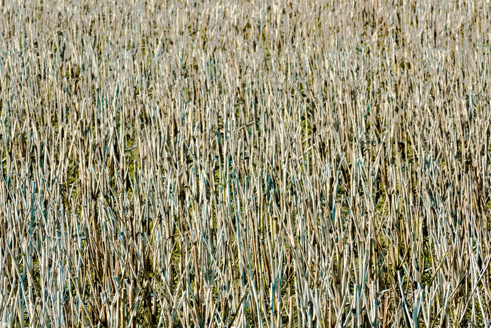 Stubble Field V - ID 013142