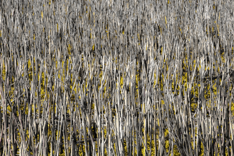 Stubble Field VII - ID 013144