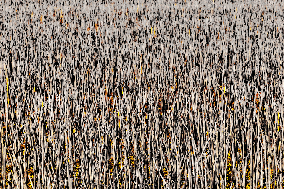 Stubble Field IX - ID 013146