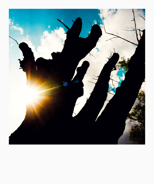 Cut Tree I - ID 013153