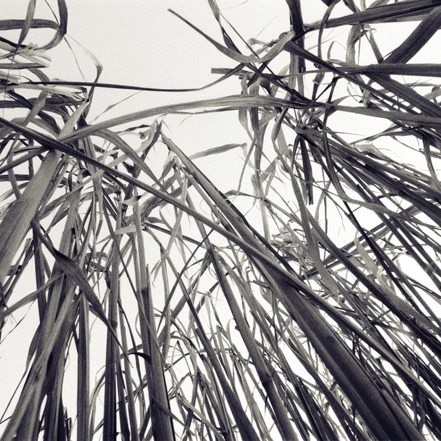 Schilf I - ID 013189