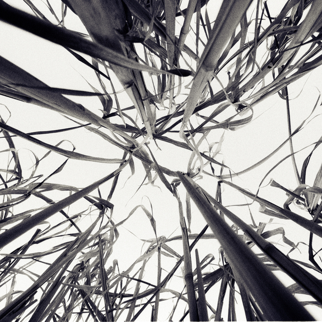 Schilf II - ID 013190