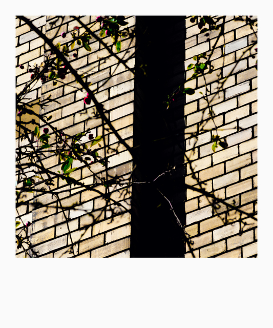 Bright Bricks and More - ID 013301