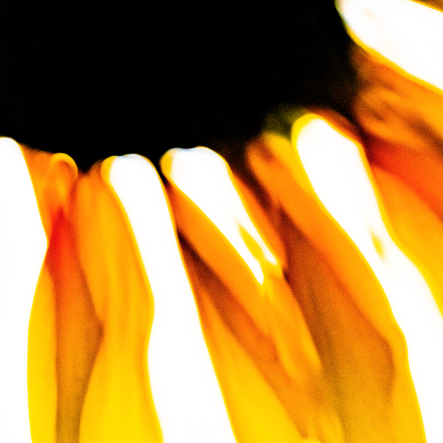 Stellar Corona II - ID 013357