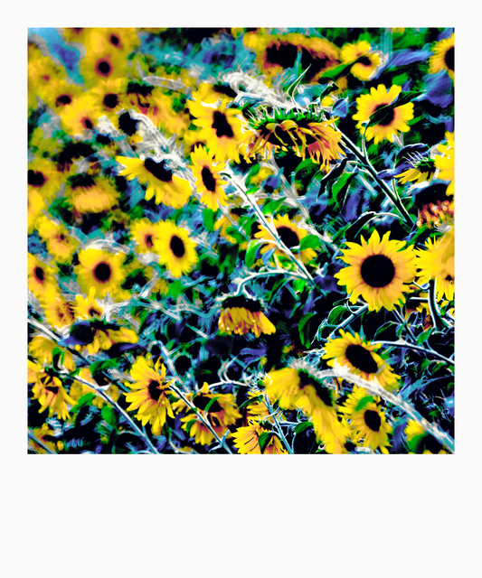 Sunflowers on Blue - ID 013358