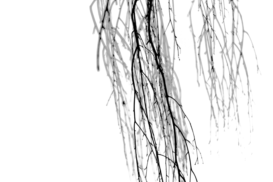 Hanging Branches II - ID 013361