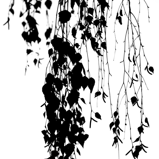 Hanging Branches III - ID 013362